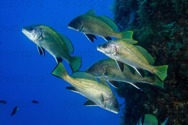 Shoal of Brown meagre (Sciaena umbra)