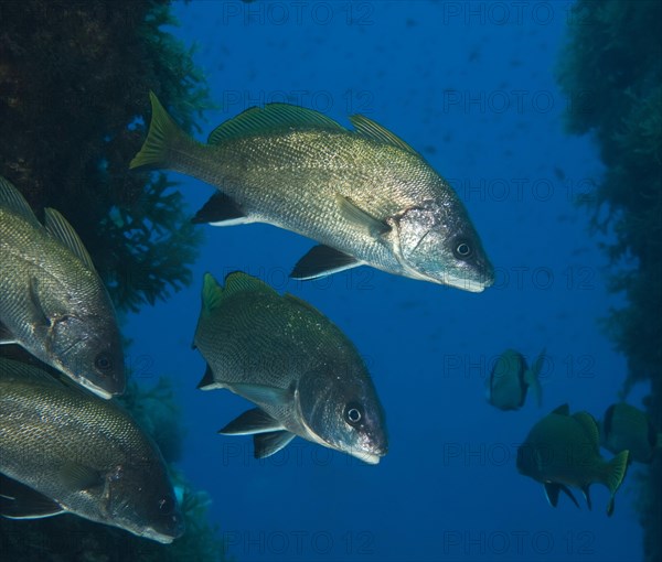 Group of Brown meagre (Sciaena umbra)