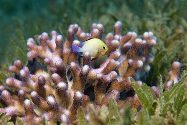 Red Sea Grey Humbug (Dascyllus marginatus) seeks shelter in in Stylophora stony coral (Stylophora subseriata) on seagrass meadow