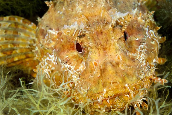 Head and spread pectoral fins of Greater Red Scorpionfish (Scorpaena scrofa)