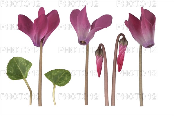 Persian cyclamen (Cyclamen persicum Hybrid)