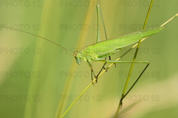 Sickle bearing bush cricket (Phaneroptera falcata) on a blade of grass
