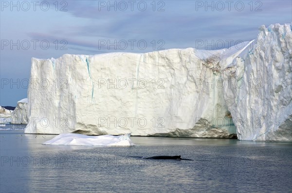 Humpback whale in front of icebergs