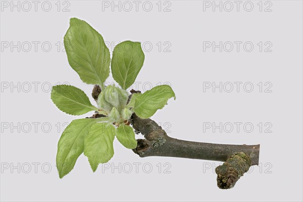 Apple tree (Malus domestica)