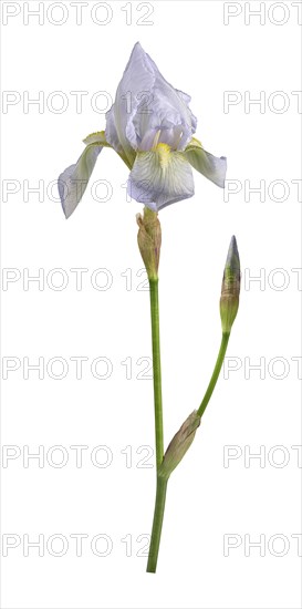 Violet root (Iris germanica 'Florentina')