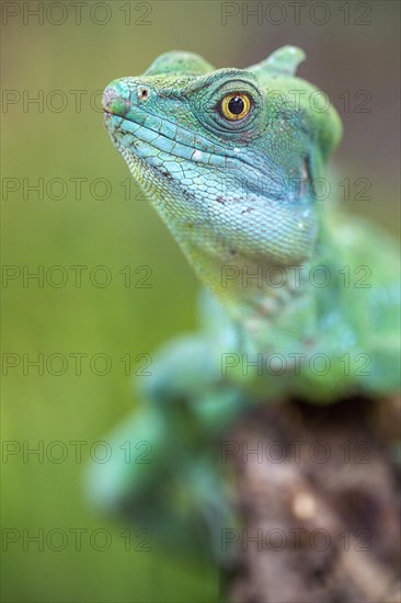 Plumed basilisk (Basiliscus plumifrons)