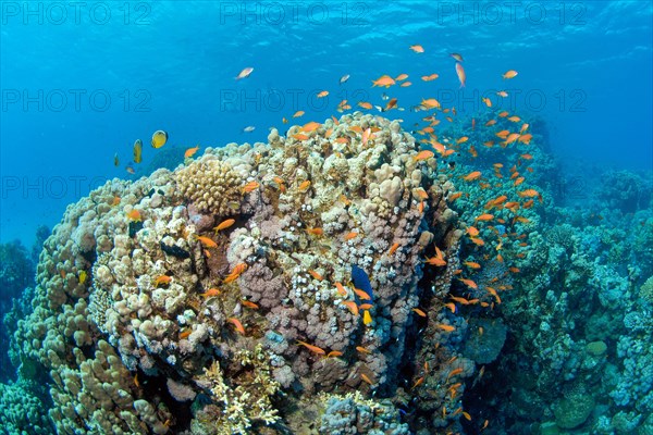 Coral block in coral reef with stony corals (Scleractinia) and giant anthelia (Anthelia glauca)