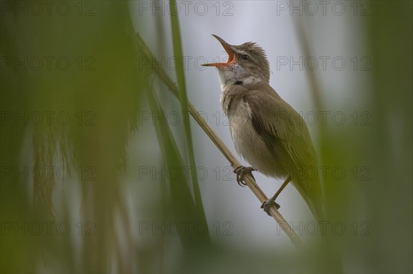 Great Reed Warbler (Acrocephalus arundinaceus)