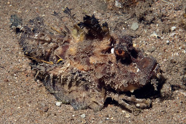 Filament Finned Stinger (Inimicus filamentosus) lurks rusty brown camouflaged in the sand for prey