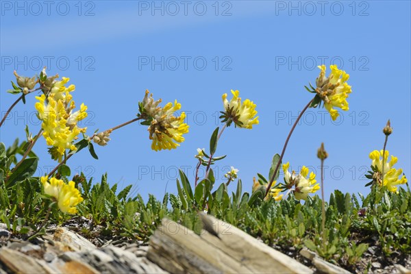 Alpine woundwort (Anthyllis vulnevaria subsp. alpestris)