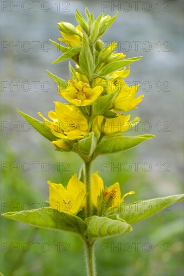 Spotted loosestrife (Lysimachia punctata)