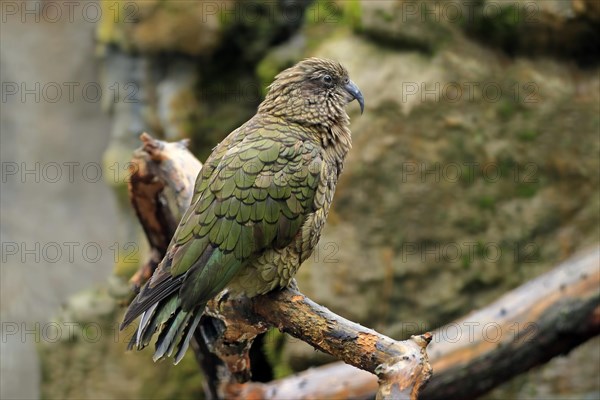 Kea (Nestor notabilis)