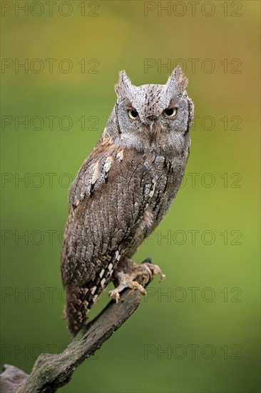 European scops owl (Otus scops)