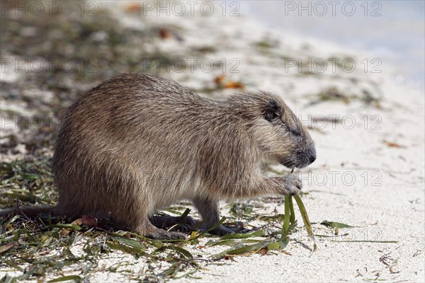 Desmarest's hutia (Capromys pilorides)