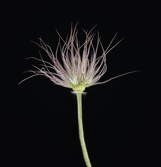 Pasque flower (Pulsatilla vulgaris)