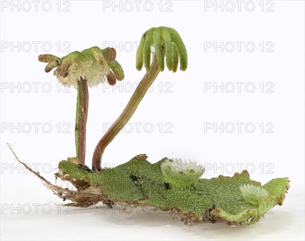Common liverwort (Marchantia polymorpha)