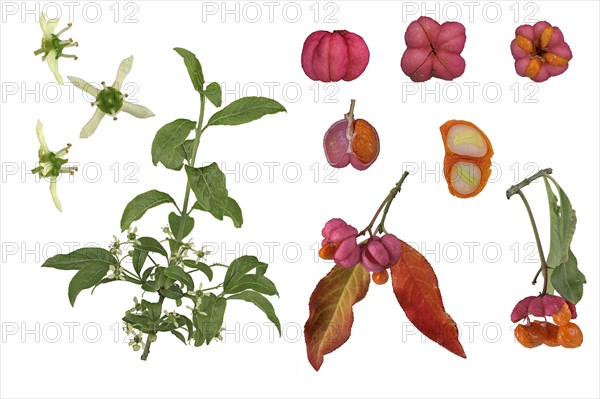 European spindle (Euonymus europaeus)