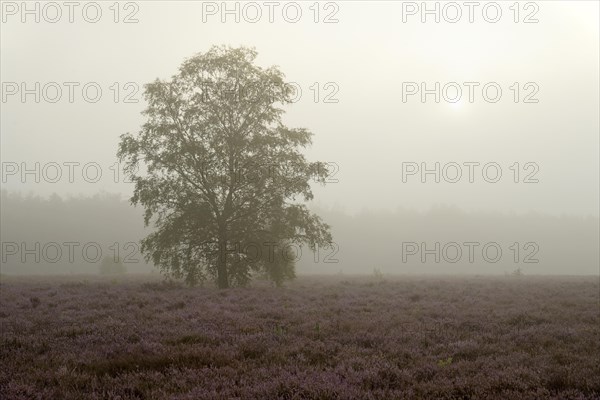 Heathland