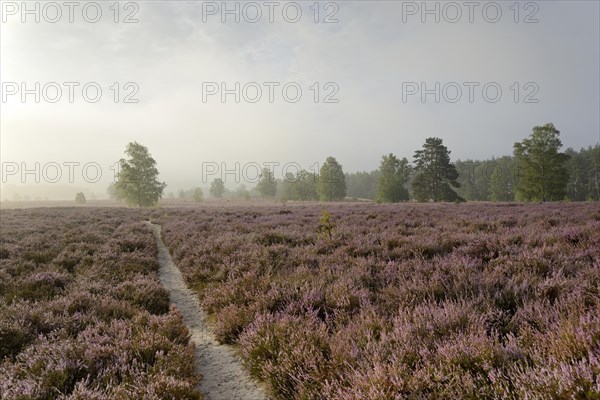 Heathland