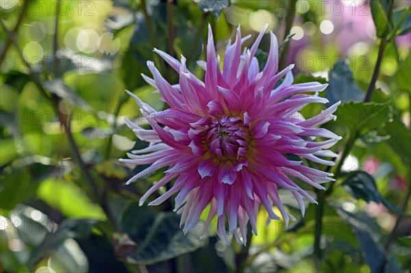 Giant flowering cactus Dahlias (Dahlia)