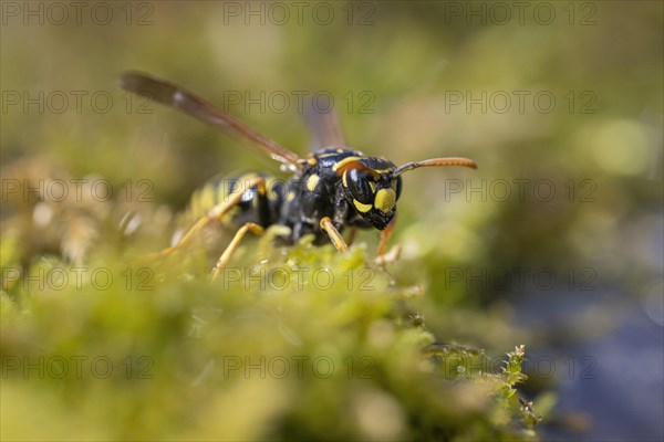 Field Wasp (Polistinae) on moss