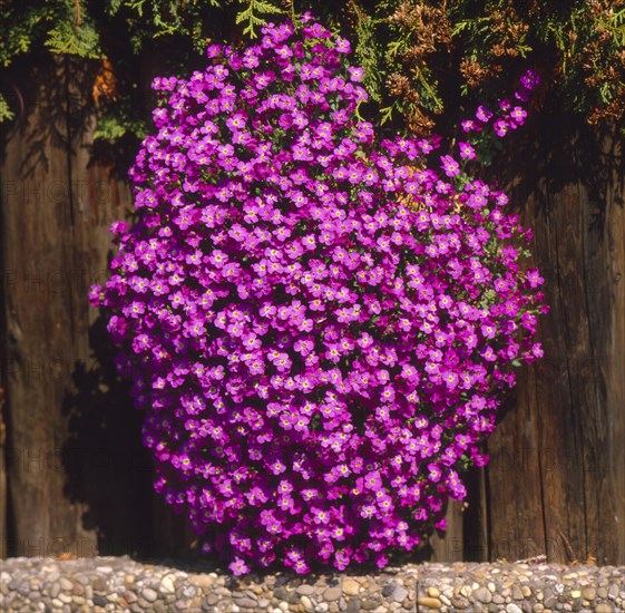 Blue Cushion (Aubrieta detoides rosa)