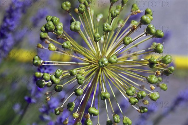 Ornamental leek withers