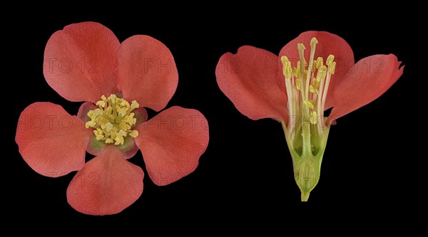 Japanese ornamental quince (Chaenomeles)