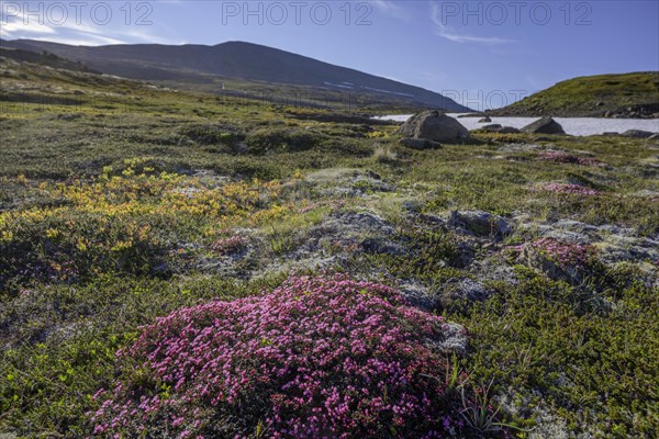 Purple saxifrage (Saxifraga oppositifolia)