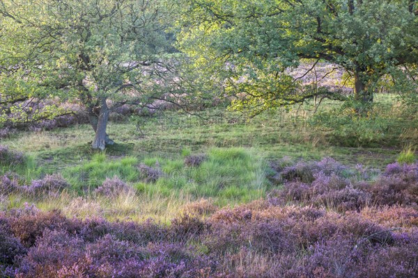 Heathland in the last evening light