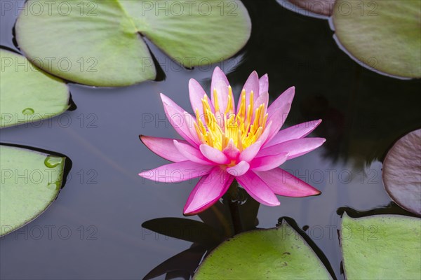 Pink water lily (Nymphaea Pink)