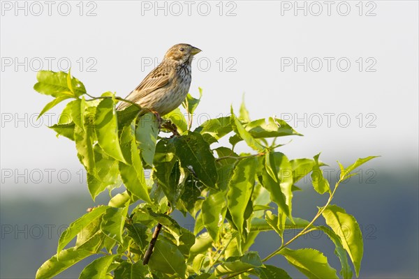 Corn bunting (Emberiza calandra)