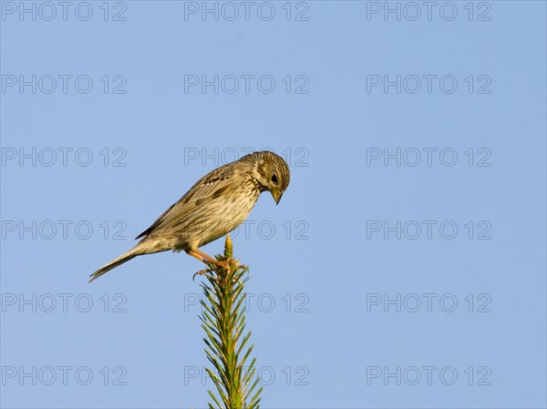 Corn bunting (Emberiza calandra)