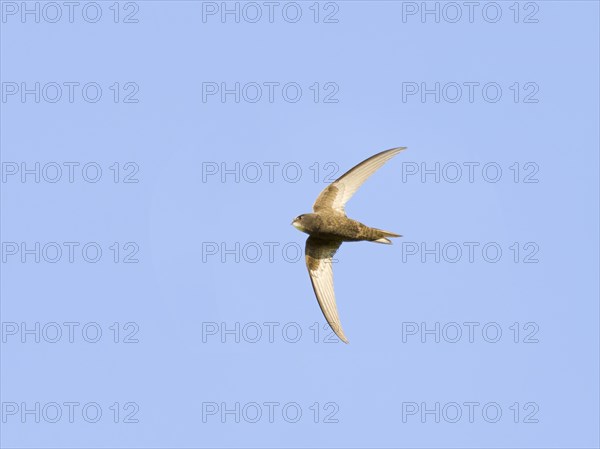 Common Swift (Apus apus)