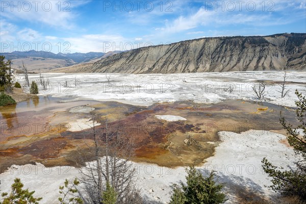 Dead trees on sinter terraces