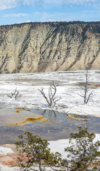 Dead trees on sinter terraces