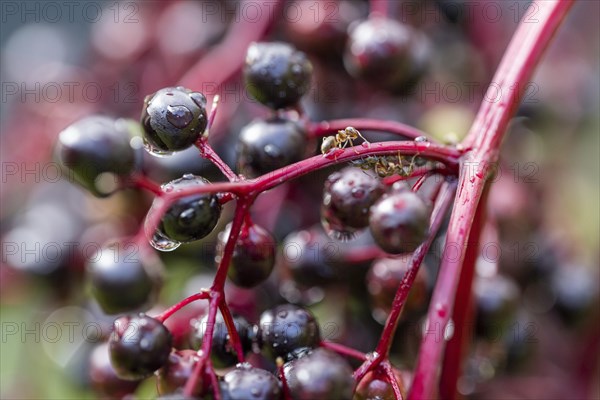 Ants and aphids on elderberries