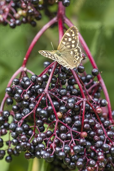 Speckled wood (Pararge aegeria) on elderberry