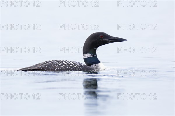 Great Northern Loon (Gavia immer) in splendid plumage