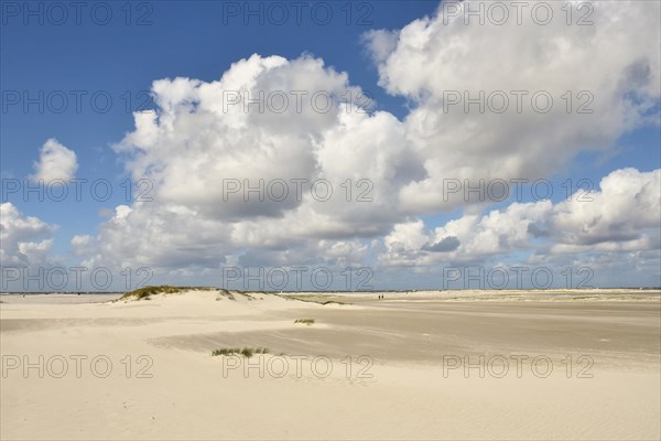 Foredunes on broad Kniepsand