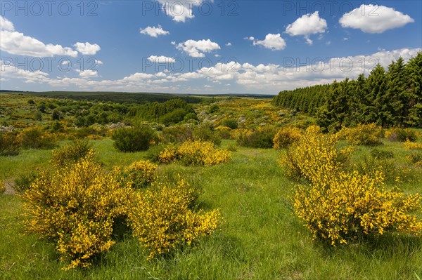 Flowering Common broom (Cytisus scoparius)