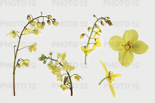 Sulphur coloured barrenwort (Epimedium x versicolor Sulphureum)