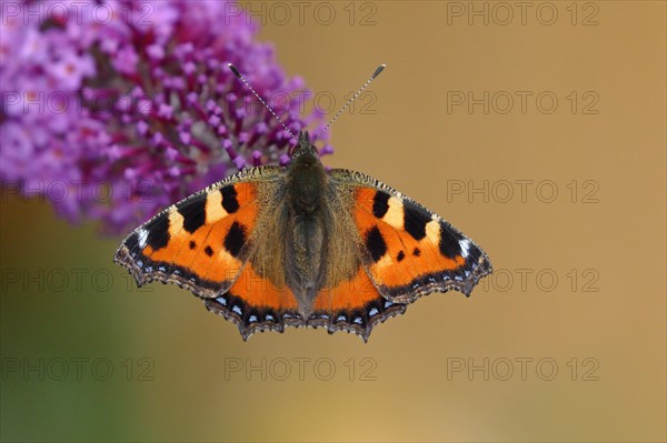 Small tortoiseshell (Aglais urticae)