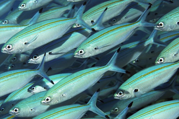 Shoal of gold-band fusilier (Pterocaesio chrysozona)