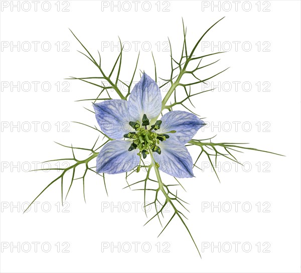 Love in a mist (Nigella damascena)