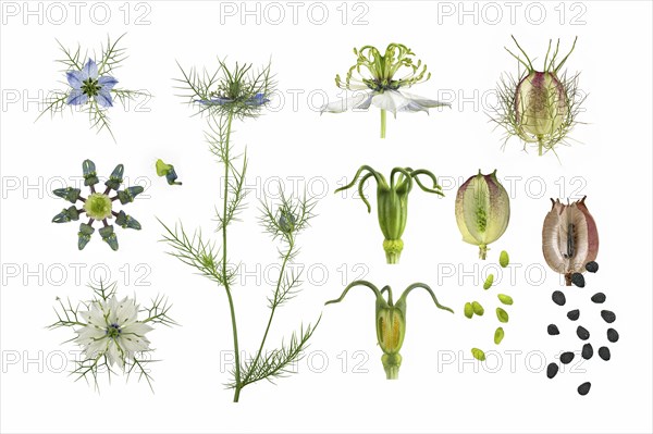 Love in a mist (Nigella damascena)