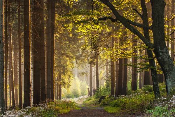 Hiking trail through forest in the light of the evening sun