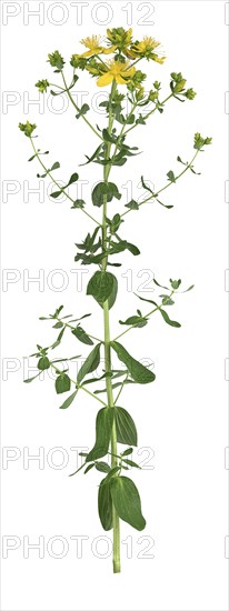 Common St John's wort (Hypericum perforatum)