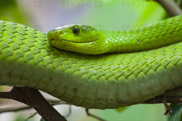 Eastern green mamba (Dendroaspis angustieceps)