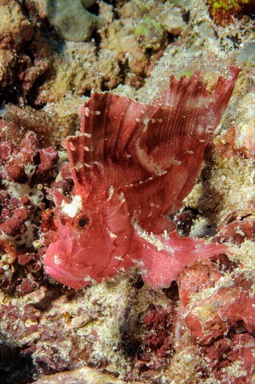 Leaf fish (Taeninotus triacanthus)